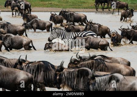 Blue wildebeest (Connochaetes taurinus) e zebre comuni (Equus quagga) bere in un foro d'acqua, Ndutu Conservation Area, Serengeti, Tanzania. Foto Stock