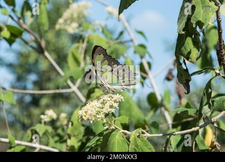 Foraggio Malachite (steleni Siproeta) Foto Stock