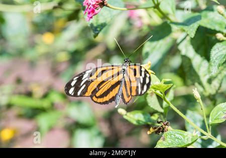 Tiger Heliconian (Heliconius ismenius), che si sta preparando a Xalapa, in Messico Foto Stock