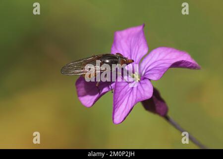 Common Snout Fly, Heineken Hover Fly (Rhingia campestris), hoverfly di famiglia (Syrphidae). Su un fiore di onestà annuale (Lunaria annua). Foto Stock