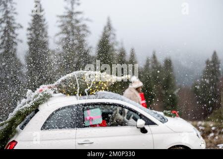 La donna viaggia in auto con regali e albero di Natale sulla strada di montagna Foto Stock