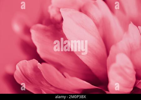 Viva magenta colore fiore di peonia primo piano. Foto Stock