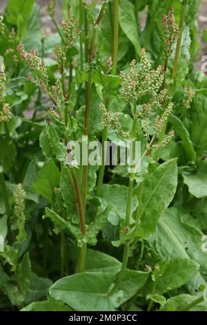 Sorgo (Rumex acetosa) Foto Stock