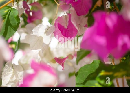 Rosa e bianco bougainvillea fiori primo piano. Miss universo Foto Stock