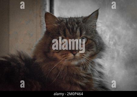 Gatto marrone Tabby con coda lunga e pelosa e fondo argento chiaro Foto Stock