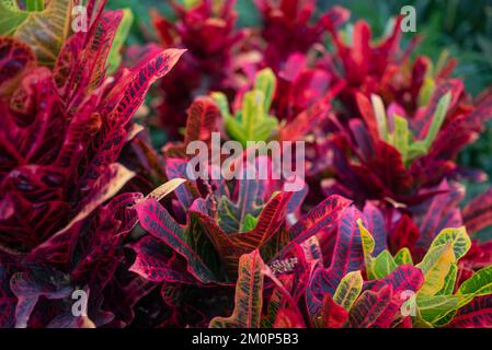 Sfondo di creton di Oakleaf. Verde, giallo e rosso foglie primo piano Foto Stock