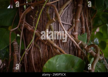 Steli intrecciati di pothos dorato, ceylon superriduttore su un tronco d'albero Foto Stock