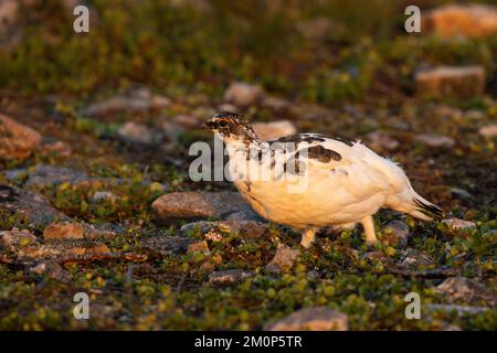 Rock ptarmigan camminando su una superficie rocciosa durante un'alba estiva nel Parco Nazionale di Urho Kekkonen, Finlandia settentrionale Foto Stock