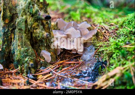 Il Jelly Hedgehog (Pseudohydnum gelatinosum) è un fungo commestibile, foto macro impilata Foto Stock