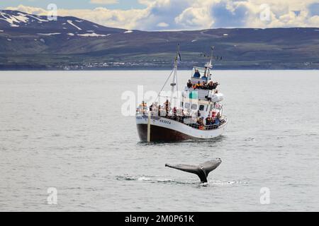 Husavik, Islanda - 14 giugno 2022: Turisti in barca per l'avvistamento delle balene safari in mare artico Foto Stock