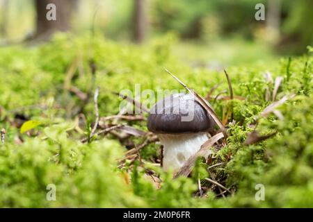 Primo piano di un sottile fungo spike-cap che cresce in una foresta di Spruce in Estonia, Nord Europa Foto Stock