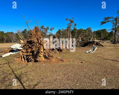 Albero enorme caduto sopra dai danni di vento di tornado. Foto Stock