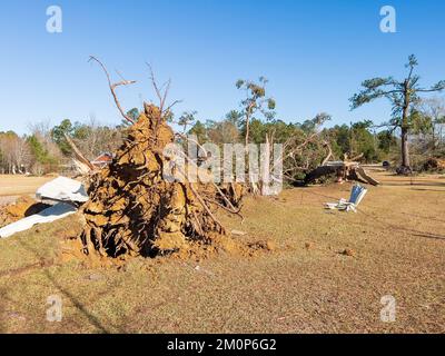 Albero enorme caduto sopra dai danni di vento di tornado. Foto Stock