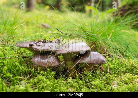 Primo piano di un sottile fungo spike-cap che cresce in una foresta di Spruce in Estonia, Nord Europa Foto Stock