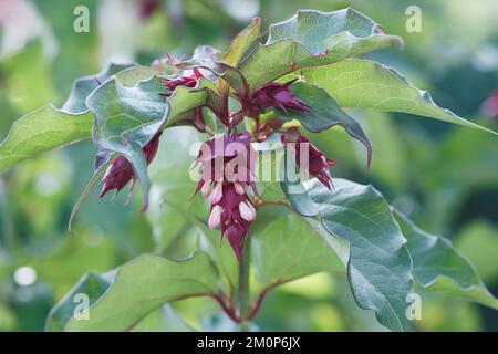 Leycesteria formosa. Caprifoglio himalayana fiore. Foto Stock