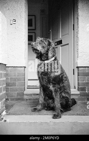 Labradoodle dog, Medstead, Hampshire, Inghilterra, Regno Unito Foto Stock