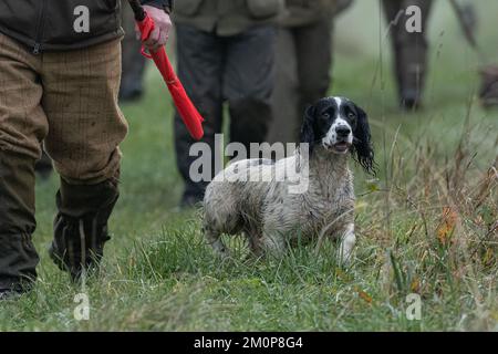 springer spaniel su un fagiano sparare battendo Foto Stock