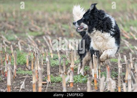 collie in funzione nel campo di ritaglio Foto Stock