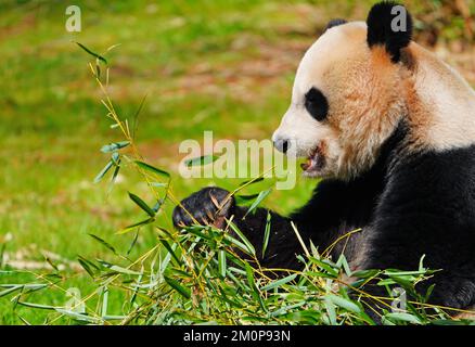 WASHINGTON, DC -26 MAR 2022- un panda gigante bianco e nero allo Smithsonian National Zoo di Washington, DC. Foto Stock