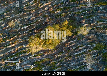 Un'antenna di alcuni alberi da seme nel mezzo di una zona mineralizzata a taglio chiaro vicino a Kuusamo, Finlandia settentrionale Foto Stock