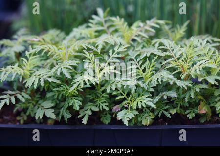 Tagetes patula plantings.French marigolds. Foto Stock