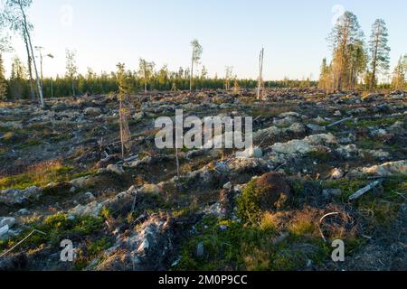 Un colpo ad angolo alto di un antrillo di grandi dimensioni su un'area mineralizzata a taglio chiaro vicino a Hossa, Finlandia settentrionale Foto Stock