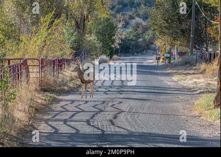 Una fotografia di un giovane Mule Deer buck in cerca di fa su una strada al di fuori di Canon City, Colorado. Foto Stock