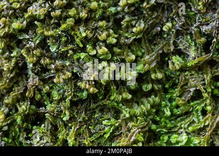 Un macrofo di piccolo flapwort autunnale che cresce in un habitat di pietra chiave in Estonia, Nord Europa Foto Stock