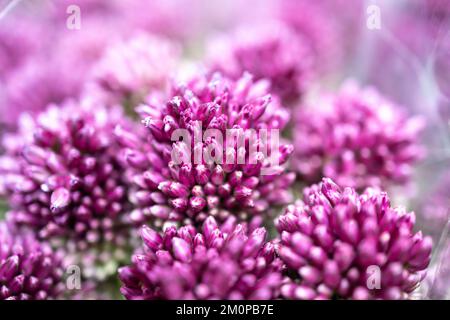 Bouquet di cipolle ornamentali di colore viola (Allium bulgaricum) Foto Stock