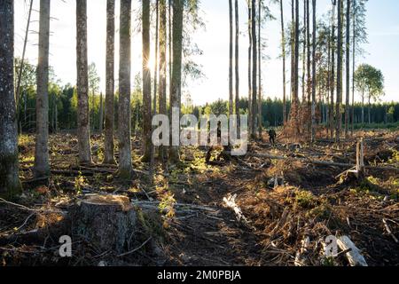 Un'area fresca e pulita con alcuni grandi alberi di Aspen rimasti come alberi da seme in Estonia, Nord Europa Foto Stock