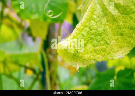 Foglie verdi di cetriolo affette da malattia disease.fungal o viral disease. Mancanza o eccesso di umidità e nutrienti, foto ravvicinata Foto Stock