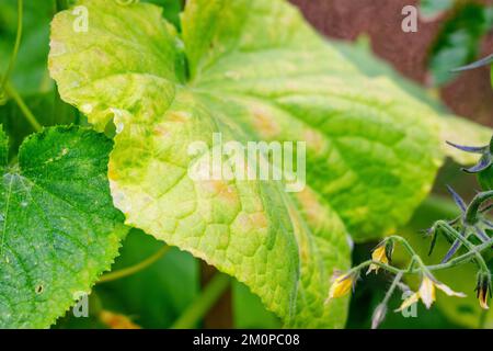 Fresco giovane pomodoro e cetriolo foglia verde colpito da malattia.fungal o malattia virale. Mancanza o eccesso di umidità e nutrienti, foto ravvicinata Foto Stock