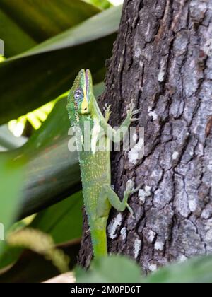 Un'anola cavaliere, Anolis equestris, conosciuta anche come anola cavaliere cubana o anola gigante cubana, che riposa su un albero. Foto Stock