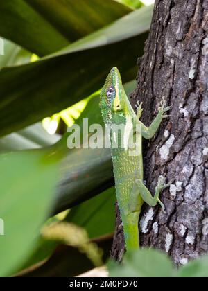 Un'anola cavaliere, Anolis equestris, conosciuta anche come anola cavaliere cubana o anola gigante cubana, che riposa su un albero. Foto Stock