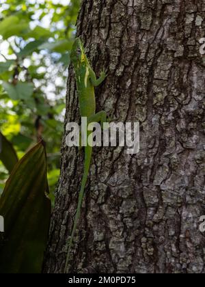 Un'anola cavaliere, Anolis equestris, conosciuta anche come anola cavaliere cubana o anola gigante cubana, che riposa su un albero. Foto Stock