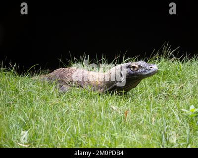 Un drago di Komodo, Varanus komodoensis, noto anche come il monitor di Komodo. Foto Stock