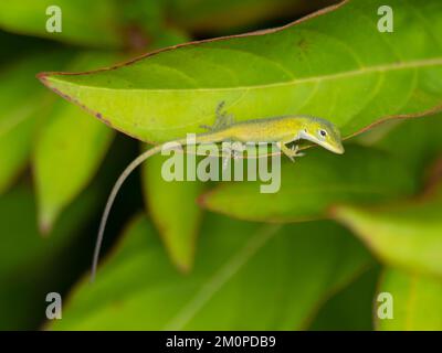 Anolis carolinensis, l'anolo verde, noto anche come anolo Carolina, anolo verde Carolina, anolo americano, anolo verde americano e anolo rosso-gola. Foto Stock