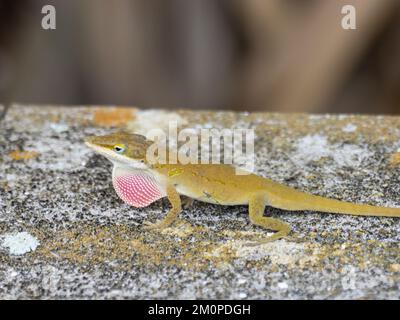 Anolis carolinensis, l'anolo verde, noto anche come anolo Carolina, anolo verde Carolina, anolo americano, anolo verde americano e anolo rosso-gola. Foto Stock