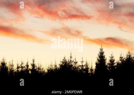 Un cielo colorato con nuvole sopra una giovane foresta di Spruce in Estonia, Nord Europa Foto Stock