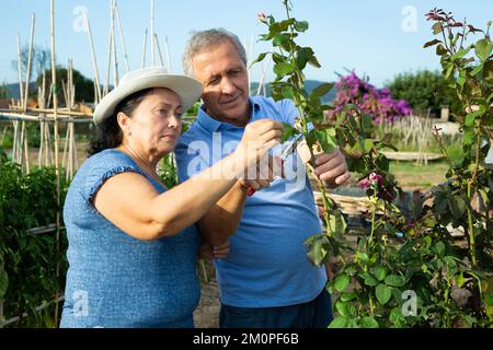 L'uomo e la donna si prendono cura dei fiori nel giardino insieme - taglia i gambi delle rose con potatrice Foto Stock