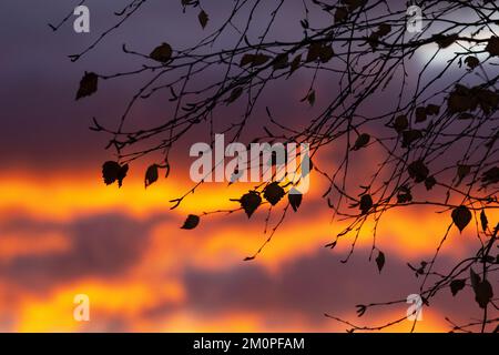 Una silhouette di poche foglie rimaste su un albero dopo l'autunno in Estonia, Nord Europa Foto Stock