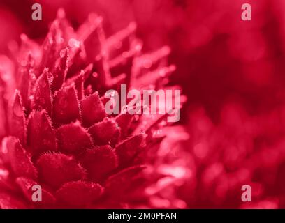 Succulento Cactus sfondo. Primo piano del cactus succulento. Foto Stock