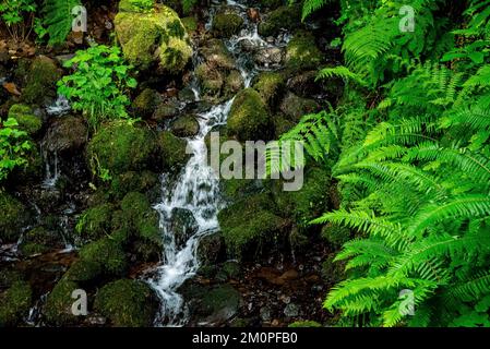 Cascata nella costa meridionale dell'Oregon Foto Stock