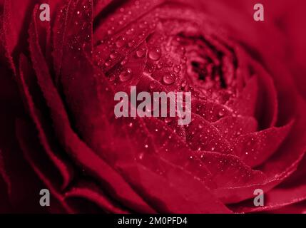 fiore rosso fiorente con gocce d'acqua. sfondo floreale Foto Stock