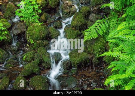 Cascata nella costa meridionale dell'Oregon Foto Stock