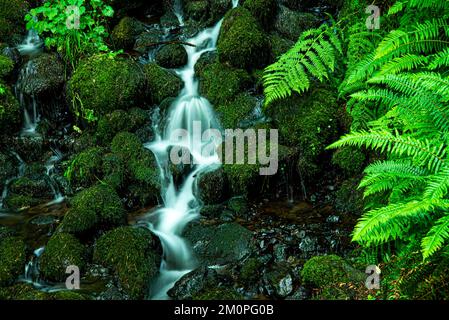 Cascata nella costa meridionale dell'Oregon Foto Stock