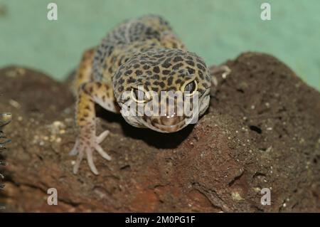 Un primo piano di un gecko leopardo sulle rocce sotto le luci con uno sfondo sfocato Foto Stock