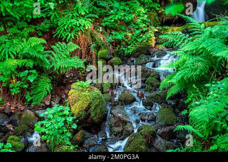 Cascata nella costa meridionale dell'Oregon Foto Stock