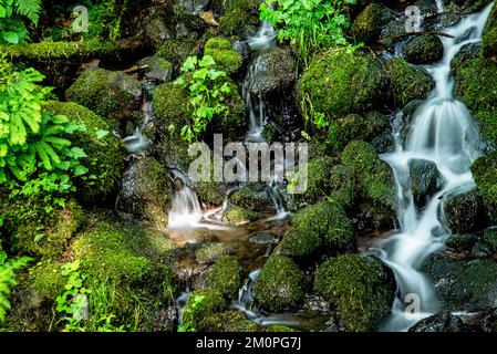 Cascata nella costa meridionale dell'Oregon Foto Stock