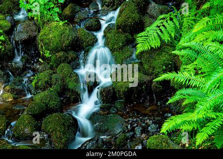 Cascata nella costa meridionale dell'Oregon Foto Stock